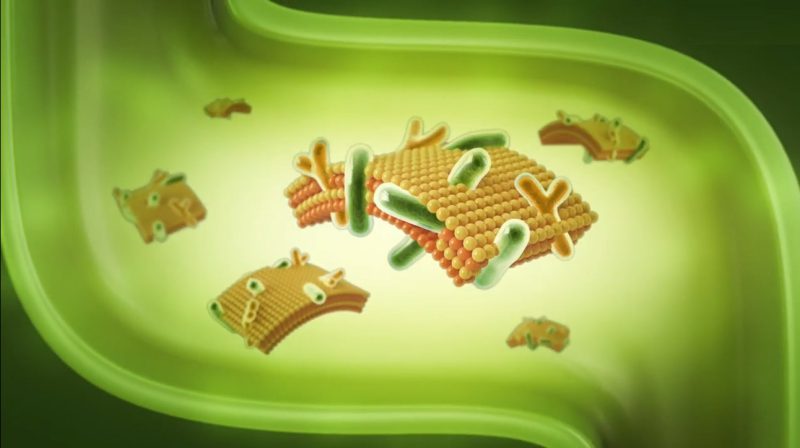 Men vi sinh bao kep the he 4 - kidlac