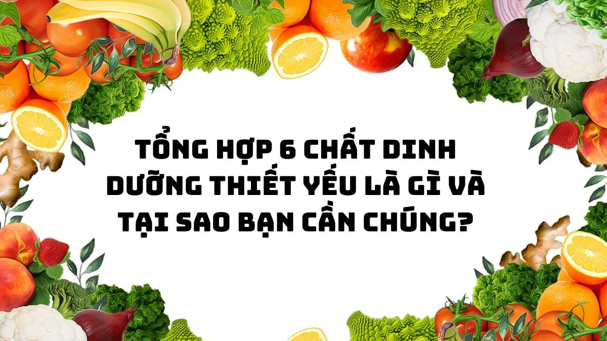 Dinh Dưỡng Thiết Yếu Cho Cơ Thể